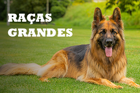 Alimentação natural para raças grandes e maxi.